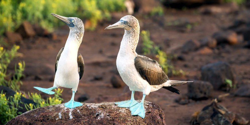 The blue-footed booby Galapagos