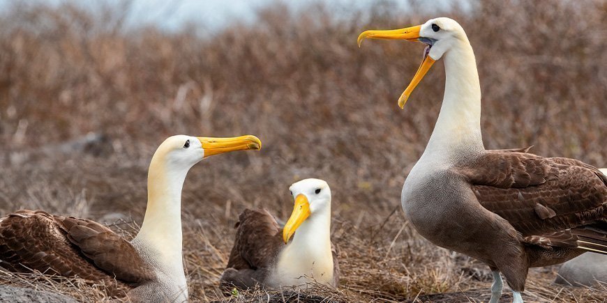 The Galapagos albatross