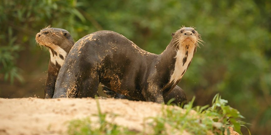 8 Giant otter Pantanal R