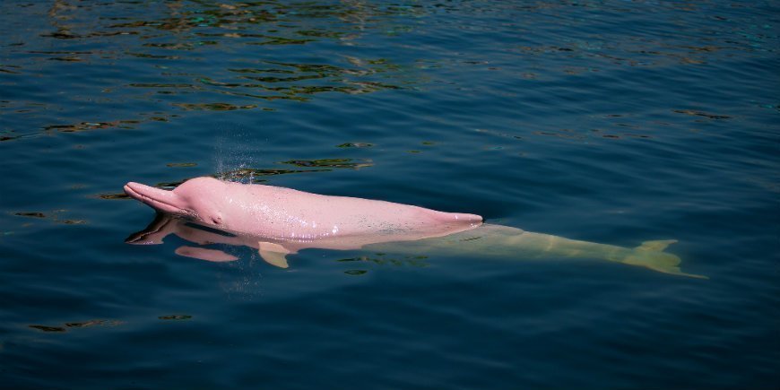Amazonas river dolphin