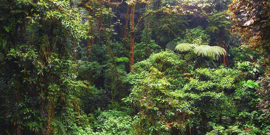 Rainforest in Monteverde, Costa Rica