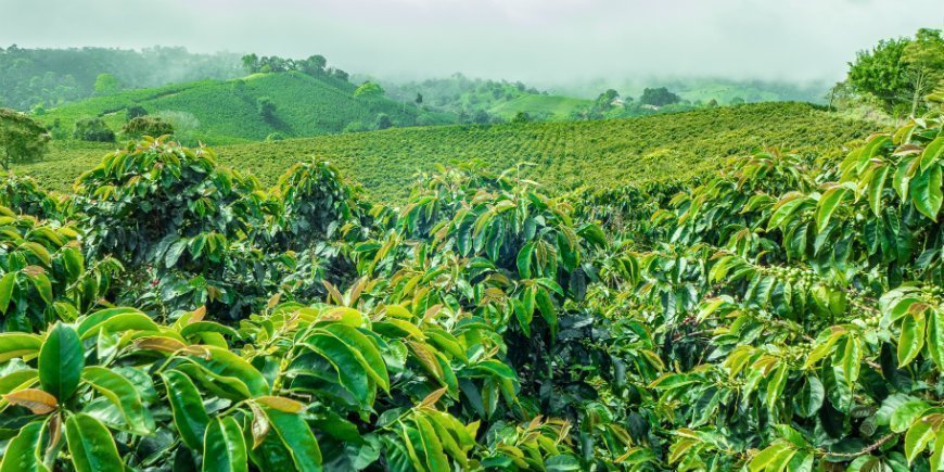 coffee region in colombia