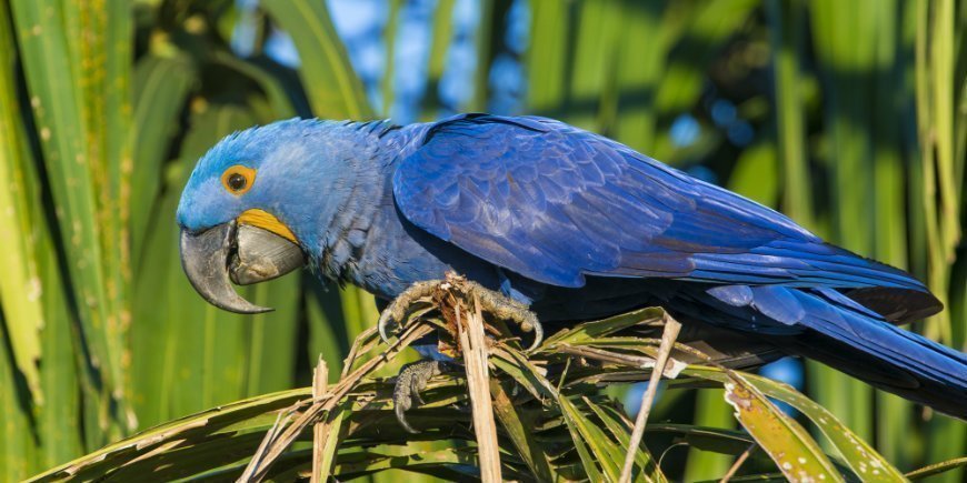 hyacinth macaw in Pantanal