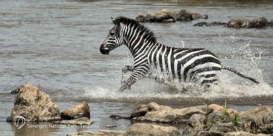 Zebra in Serengeti National Park