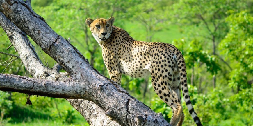 Cheetaah in tree in Sabi Sands Game Reserve