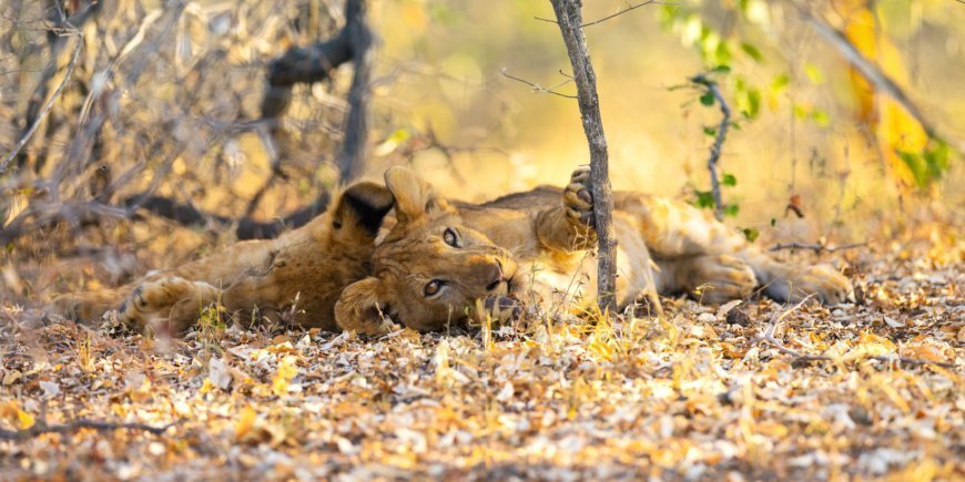 Lion lying relaxing in Nyerere National Park in Tanzania 